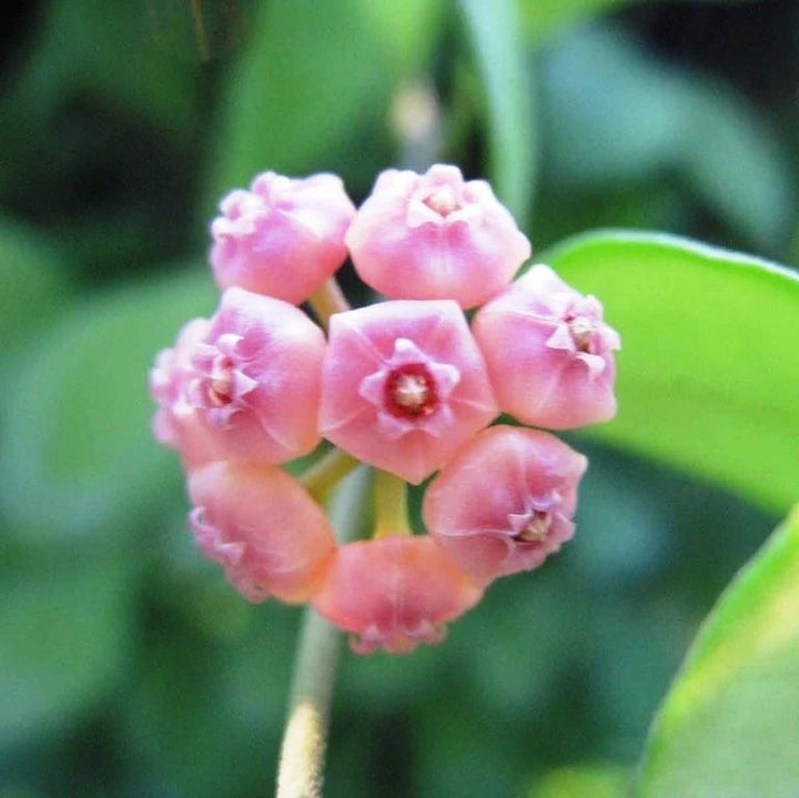 Pink Hoya Flower Seeds for Planting – Heirloom, Non-GMO, High Germination Organic Garden Seeds