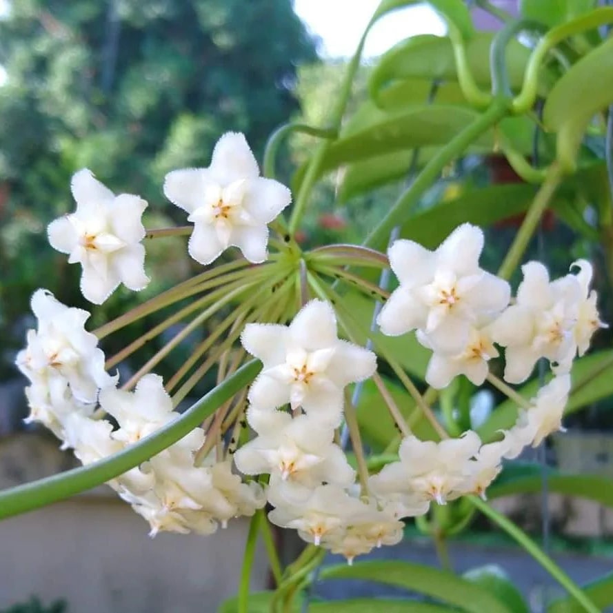 White Hoya Carnosa Flower Seeds for Planting – Heirloom, Non-GMO, High Germination Organic Garden Seeds