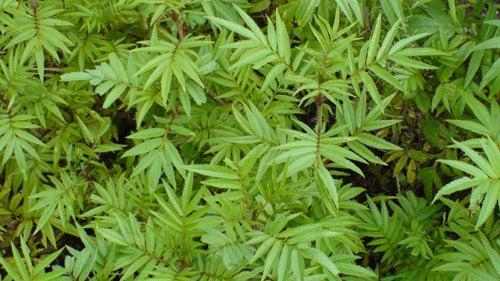 Mint Huacatay Herb Seeds for Planting – Heirloom, Non-GMO, Organic Garden Seeds with High Germination