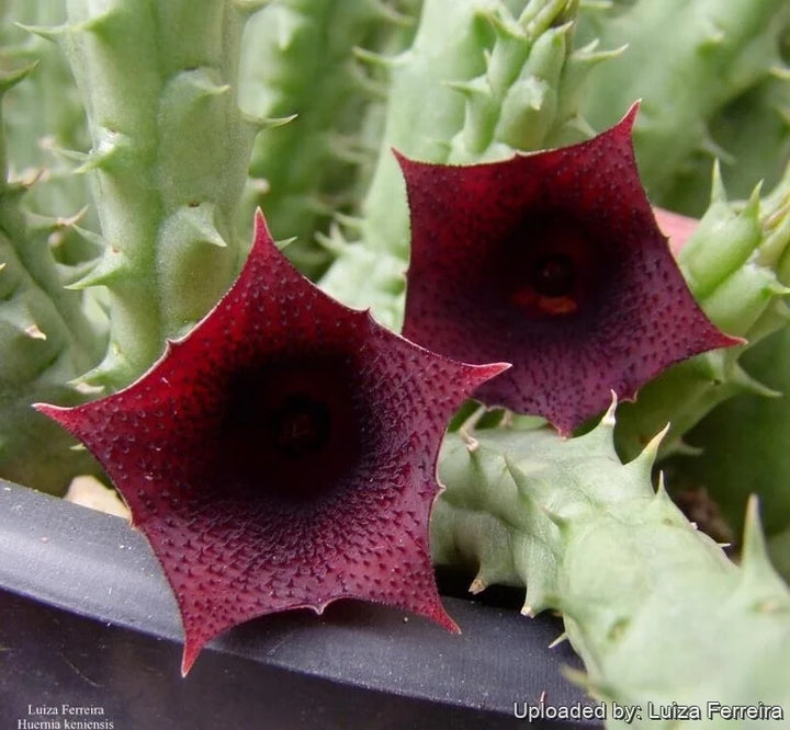 Huernia Keniensis Flower Seeds for Planting – Heirloom Non-GMO, High Germination Organic Garden Seeds