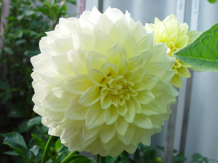 Pale Yellow Dahlia Flower Seeds for Planting – Heirloom Non-GMO High Germination Organic Garden Seeds