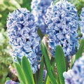 Hyacinthus Flower Seeds for Planting – Garden Favorite, Heirloom, Non-GMO, High Germination Organic Garden Seeds