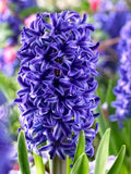 Sky Blue Hyacinthus Orientalis Flower Seeds for Planting – Cut Flower Favorite, Heirloom, Non-GMO, Organic Garden Seeds