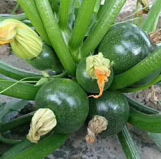 Green Cucurbita Pepo Ficifolia Vegetable Seeds for Planting – Heirloom &amp; Non-GMO Garden Seeds