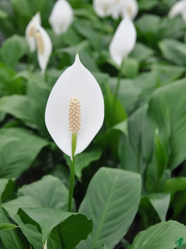Peace Lily Flower Seeds for Planting – Heirloom Non-GMO Seeds for Home Garden, High Germination
