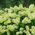 Light Green Hydrangea Flower Seeds for Planting – Heirloom, Non-GMO, High Germination Organic Garden Seeds