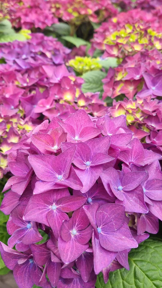 Purple Hydrangea Flower Seeds for Planting – Heirloom, Non-GMO, High Germination Organic Garden Seeds