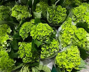 Dark Green Hydrangea Flower Seeds for Planting – Easy to Grow Heirloom Non-GMO, High Germination Organic Garden Seeds