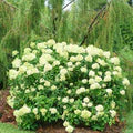 Light Green Hydrangea Flower Seeds for Planting – Heirloom, Non-GMO, High Germination Organic Garden Seeds