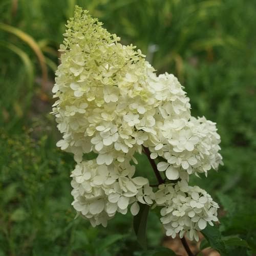 White Vanilla Fraise Flower Seeds for Planting | Heirloom Non-GMO Organic Garden Seeds, High Germination