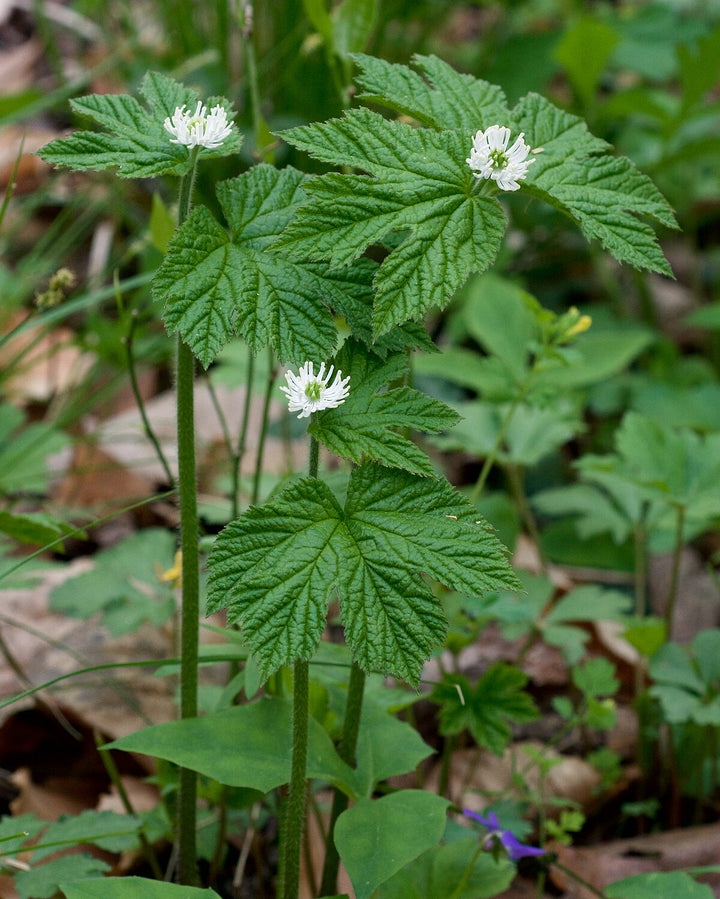 Goldenseal Root Seeds (Hydrastis canadensis) for Planting – Heirloom, Non-GMO Medicinal Herb for Shaded Gardens
