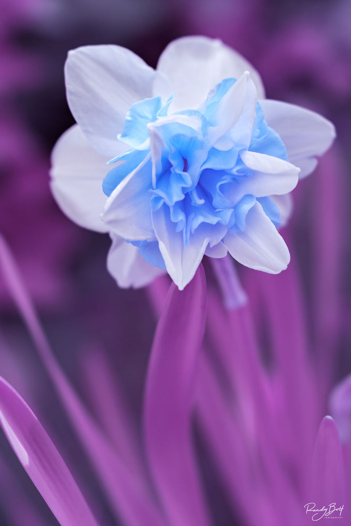 White Blue Double Narcissus Seeds for Planting Heirloom Non-GMO Organic Garden Seeds