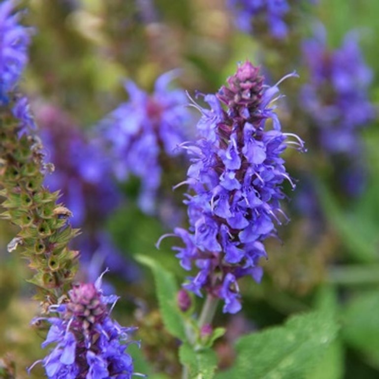 Purple Hyssop Herb Seeds for Planting – Heirloom, Non-GMO, Organic Garden Seeds with High Germination