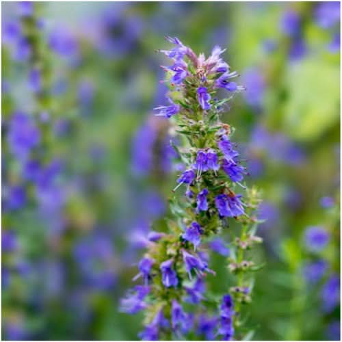 Blue Hyssop Herb Seeds for Planting – Heirloom, Non-GMO, Organic Garden Seeds with High Germination