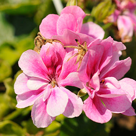 Pink Pelargonium Peltatum Flower Seeds for Planting – Heirloom, Non-GMO, High Germination Organic Garden Seeds