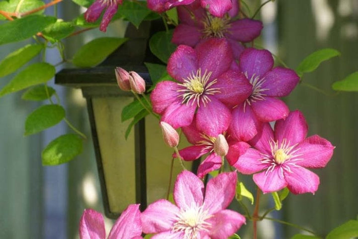 Deep Pink Clematis Flower Seeds for Planting – Heirloom Non-GMO, High Germination Organic Garden Seeds