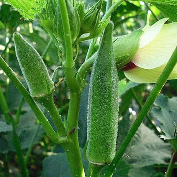 Okra Seeds – Heirloom Non-GMO Tender Podded Vegetable Garden Seeds for Planting, Organic Garden Seeds