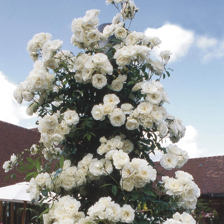 White Climbing Rose Flower Seeds for Planting – Wildflower Mix, Heirloom Non-GMO, High Germination Organic Garden Seeds