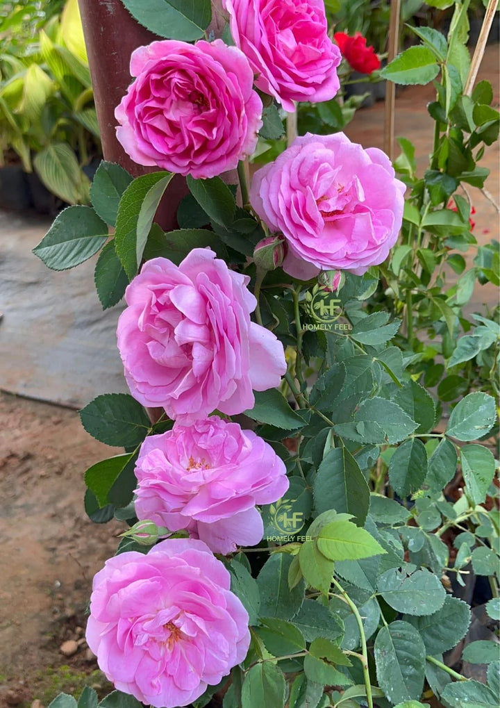 Baby Pink Rose Seeds for Planting – Non-GMO, Heirloom, Shade Tolerant, High Germination Garden Seeds