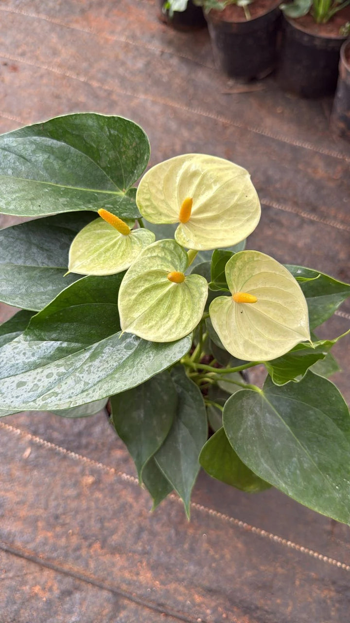 Pista Green Anthurium Flower Seeds for Planting – Heirloom Non-GMO High Germination Organic Garden Seeds