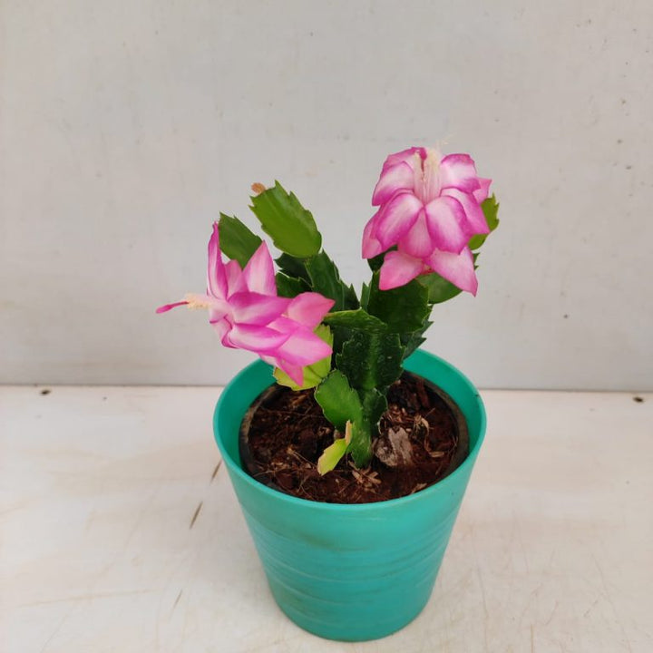 Schlumbergera Flower seeds for Planting-Pollinator Friendly Heirloom&amp;GMO Free Seeds for Home Garden