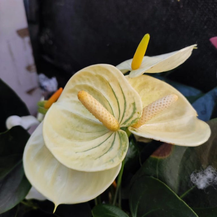 Cream Anthurium Flower Seeds for Planting – Heirloom, Non-GMO, High Germination Organic Garden Seeds