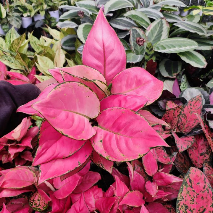 Pink Aglaonema Flower Seeds for Planting | Heirloom Non-GMO Organic Garden Seeds