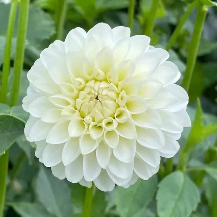 White Dahlia Flower Seeds for Planting – Heirloom, Non-GMO Wildflower Mix with High Germination