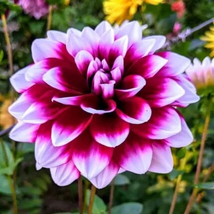 Pink White Dahlia Flower Seeds for Planting – Drought Tolerant, Heirloom, Non-GMO, High Germination Organic Garden Seeds