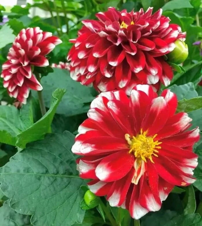 Red White Dahlia Flower Seeds for Planting | Heirloom Non-GMO High Germination Organic Garden Seeds