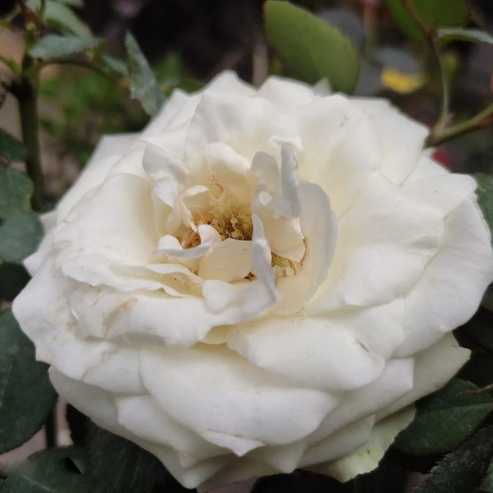 White Climbing Rose Flower Seeds for Planting – Heirloom Non-GMO, High Germination Organic Garden Seeds