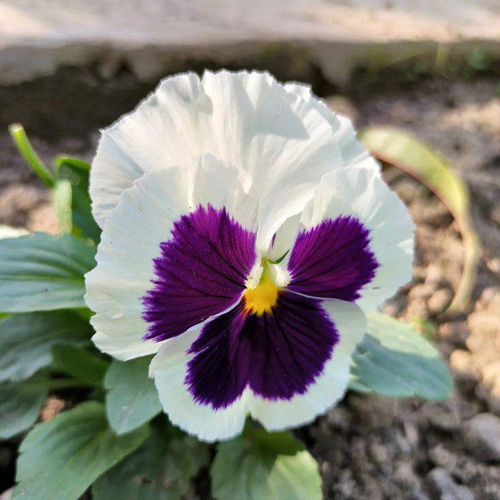 Violet White Pansy Flower Seeds for Planting – Heirloom, Non-GMO, Fragrant, High Germination
