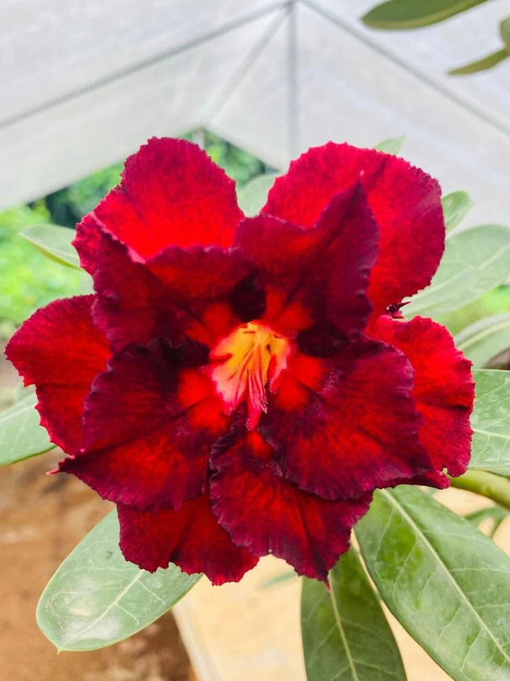 Red Adenium Flower Seeds for Planting – Heirloom, Non-GMO, High Germination Organic Garden Seeds