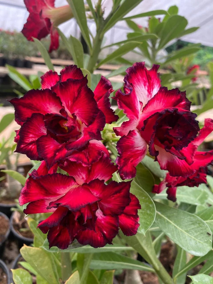Red Adenium Flower Seeds for Planting – Heirloom, Non-GMO, High Germination Organic Garden Seeds