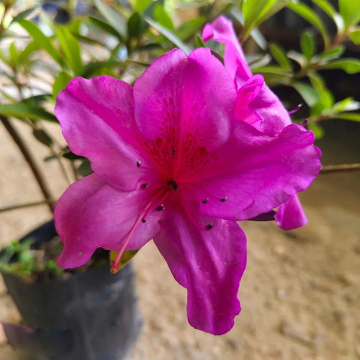 Azalea Flower Seeds for Planting – Heirloom Non-GMO, High Germination Organic Garden Seeds