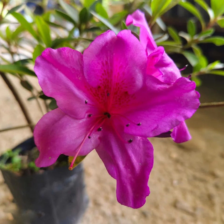 Azalea Flower Seeds for Planting – Heirloom, Non-GMO, High Germination Organic Garden Seeds