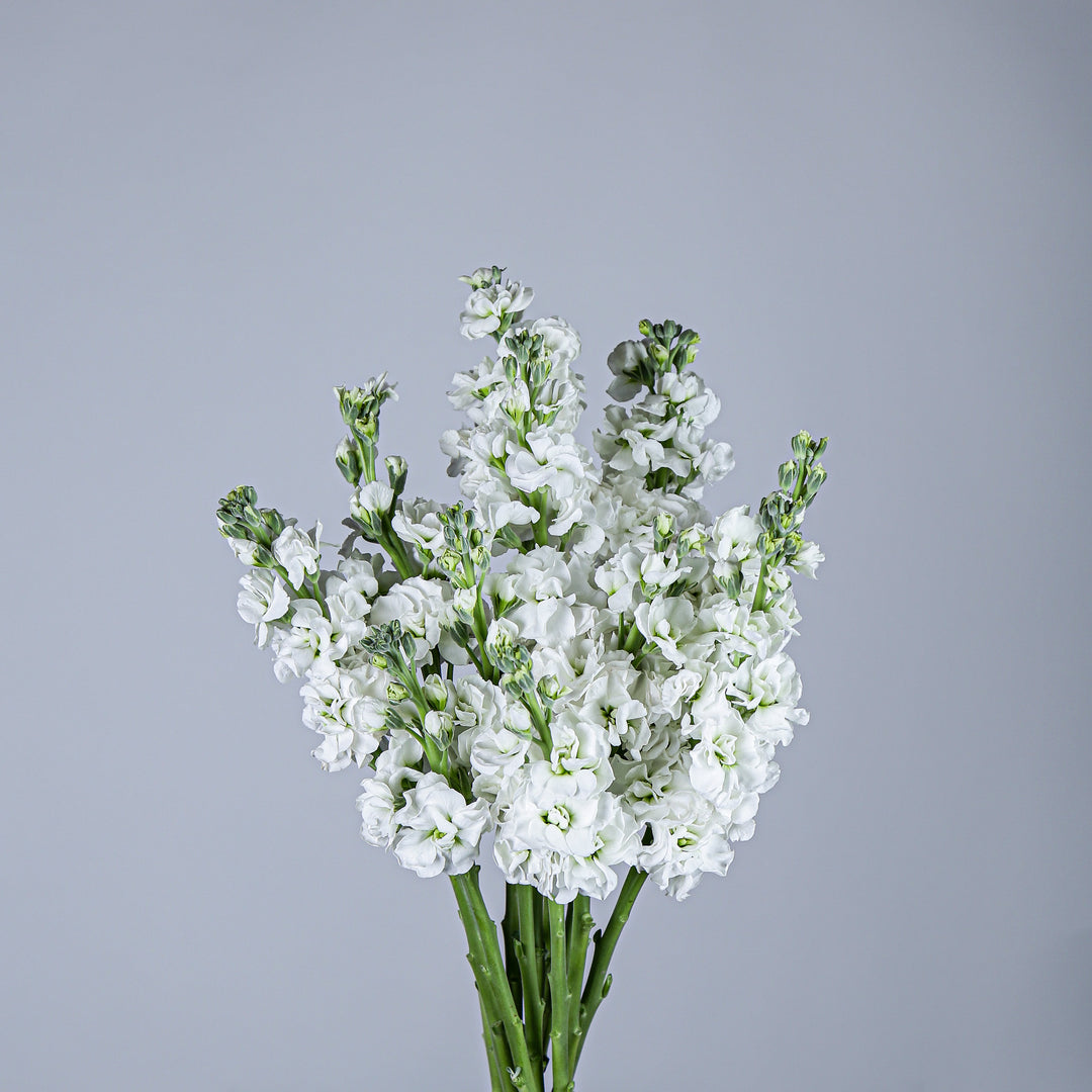 White Matthiola Flower Seeds – Sun Loving, Heirloom &amp; Non-GMO for Home Garden
