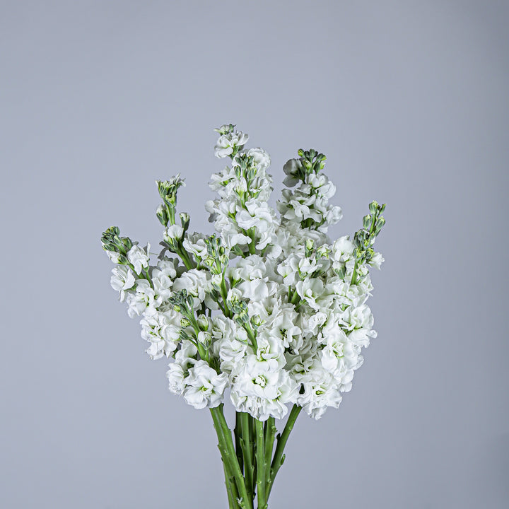 White Matthiola Flower Seeds – Sun Loving, Heirloom &amp; Non-GMO for Home Garden