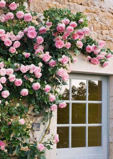 Pink Climbing Rose Flower Seeds for Planting – Heirloom, Non-GMO, High Germination, Organic Garden Seeds