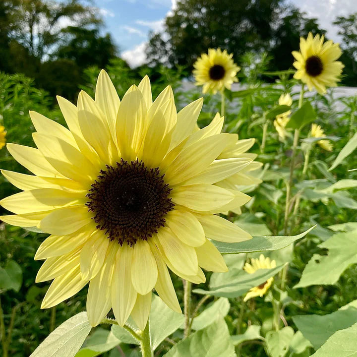 Light Yellow Sunflower Seeds for Planting – Sun Loving, Heirloom, Non-GMO, High Germination Organic Garden Seeds