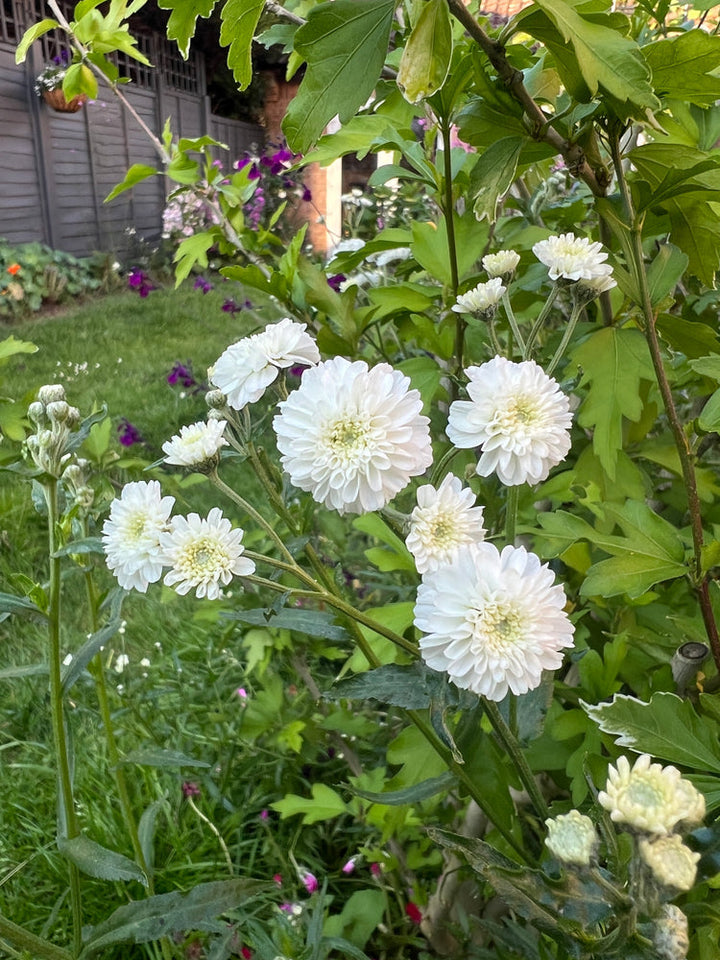 Flower Seeds, Seeds,Seeds For Planting,Plant Seeds