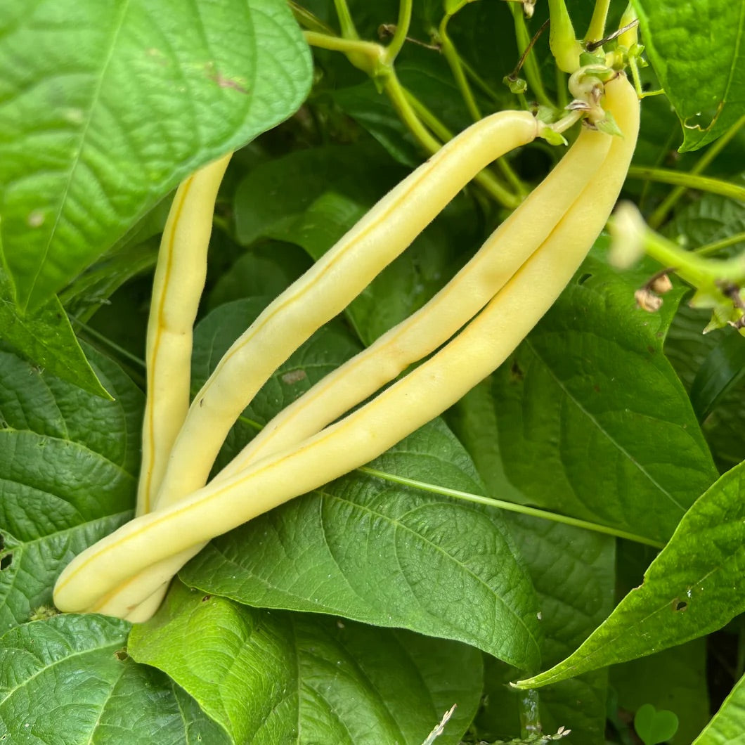 Yellow Wax Bean Seeds for Planting – Heirloom Non‑GMO High Germination Organic Garden Seeds, Tender Snap Vegetables