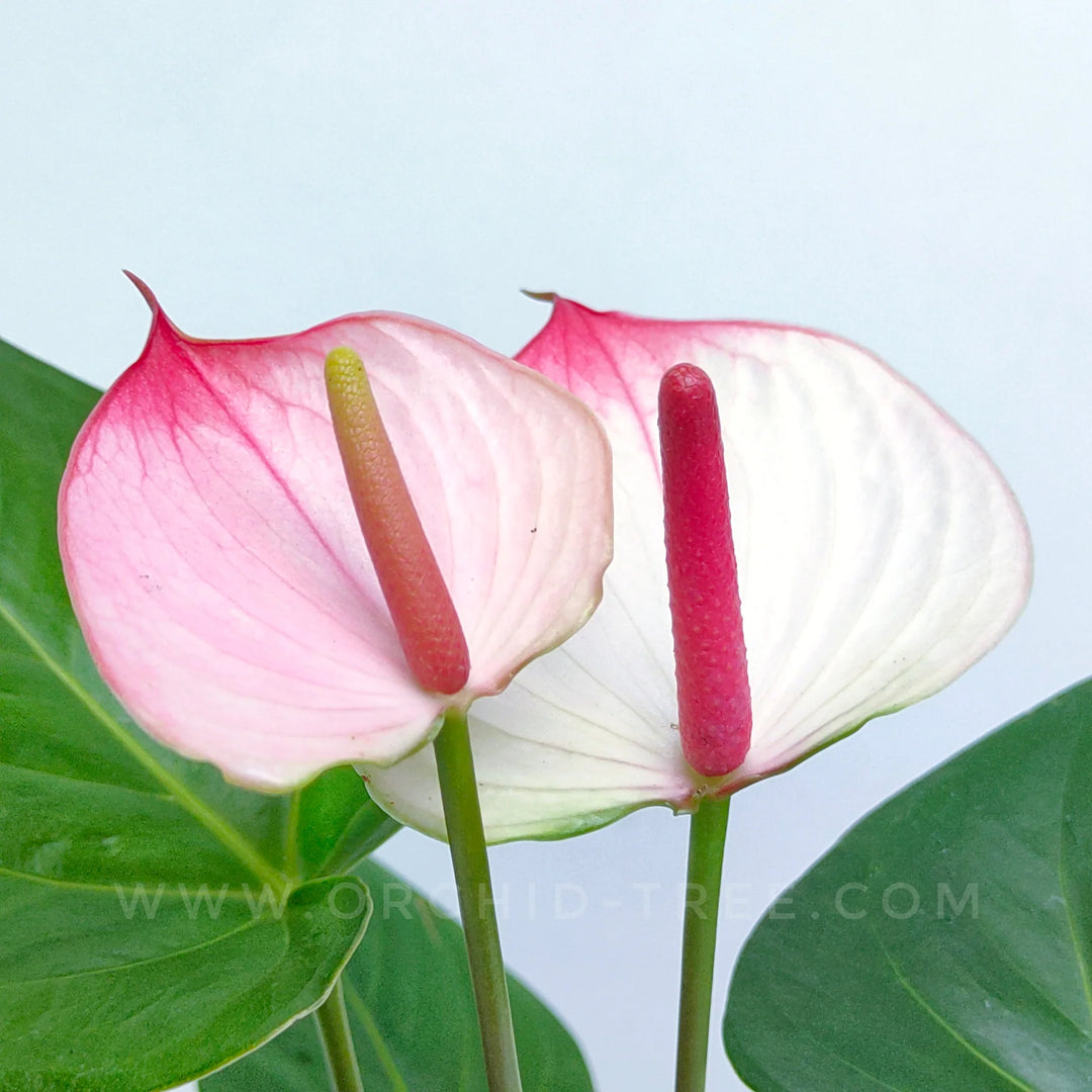 Anthurium White Pink Flower Seeds for Planting – Heirloom, Non-GMO