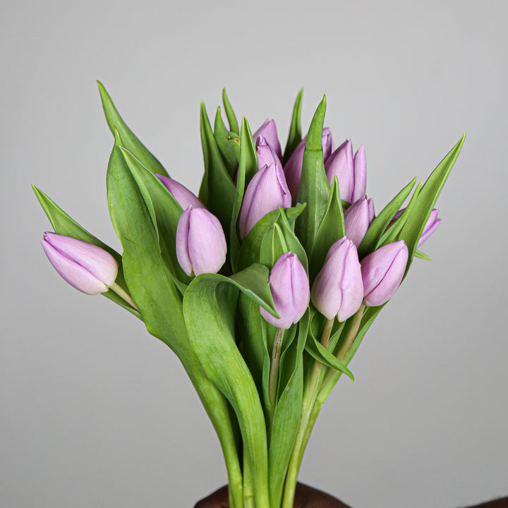 Light Purple Tulip Flower Seeds for Planting – Heirloom, Non-GMO, Garden Favorite, High Germination