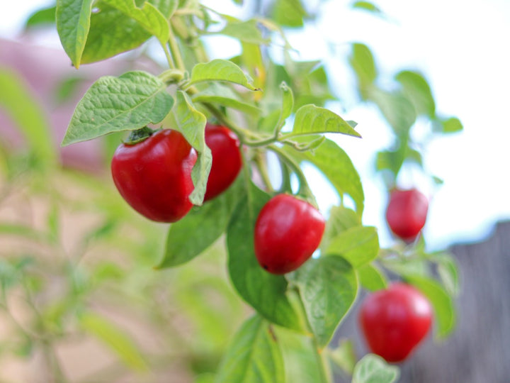 Rocoto Red Manzano Pepper Seeds for Planting – Heirloom Non-GMO Hot Chili Organic Garden Seeds with High Germination