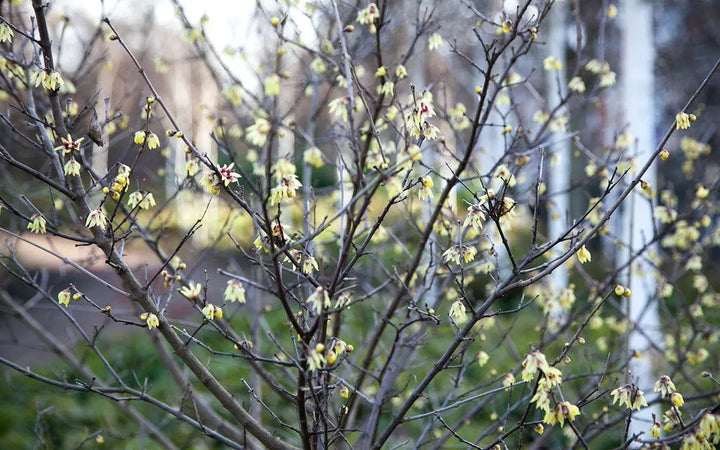 Green Chimonanthus Praecox Plant Seeds for Planting – Heirloom & Non-GMO Winter-Blooming Garden Seeds