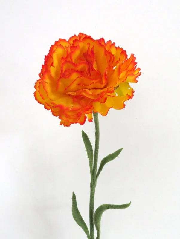 Red Yellow Carnation Flower Seeds for Planting – Heirloom, Non-GMO, High Germination Organic Garden Seeds