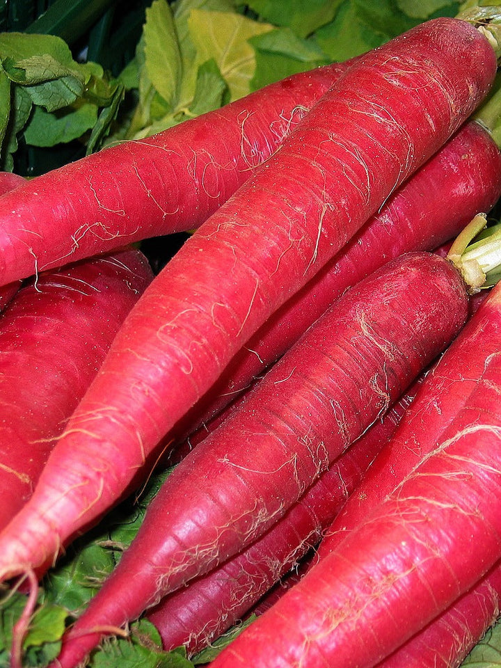 Pink Radish Vegetable Seeds for Planting – Heirloom & Non-GMO Seeds for Crisp and Colorful Root Harvests