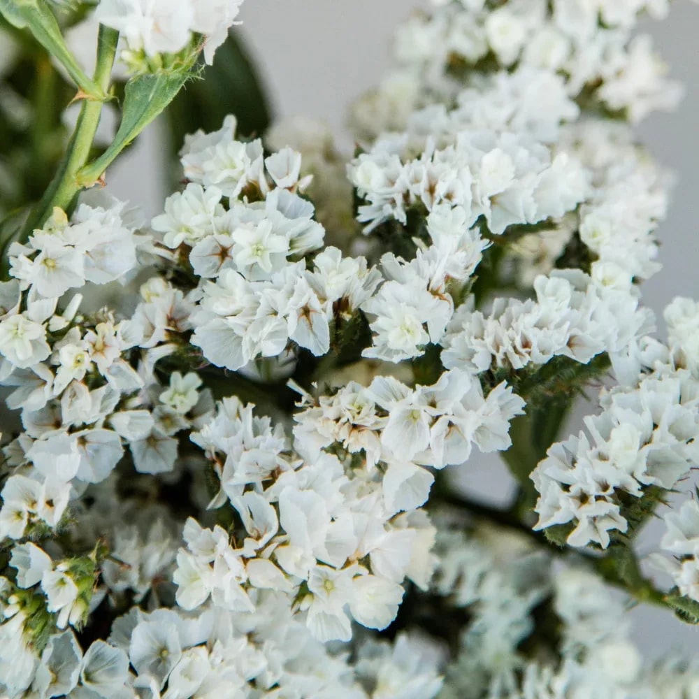 Limonium Sinuatum Iceberg Flower Seeds for Planting – Compact Growth, Heirloom, Non-GMO, High Germination