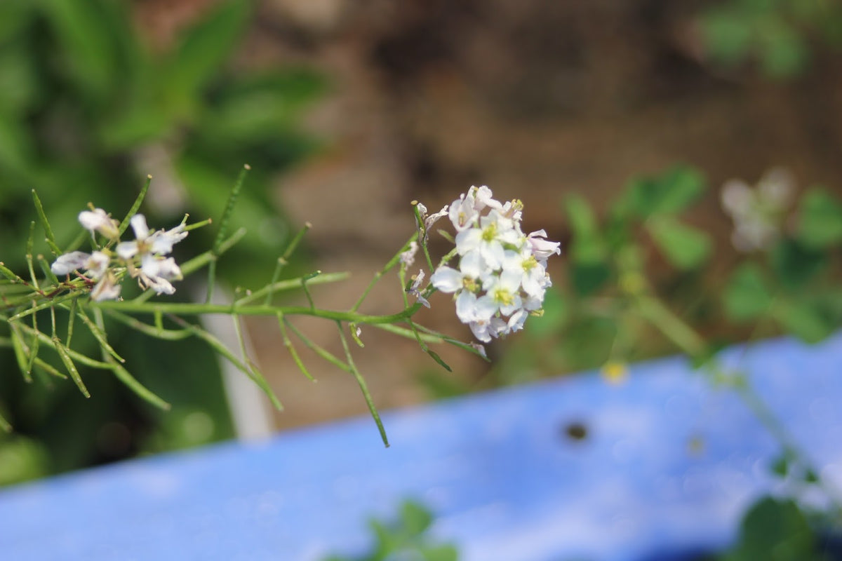 White Wasabi Diplotaxis Herb Seeds – Heirloom, Non-GMO Garden Essential Seeds for Planting